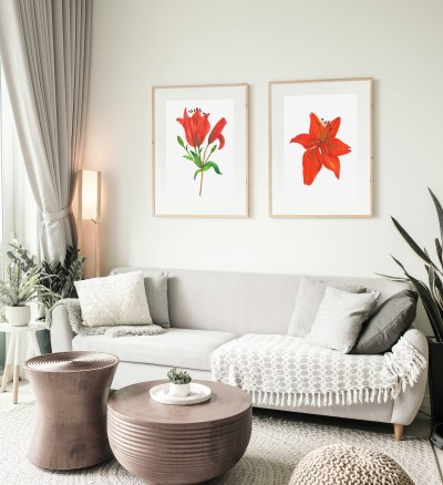 Liliax2